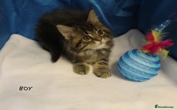 Maine Coon cats for sale: beautiful maine coon kittens - Image 2