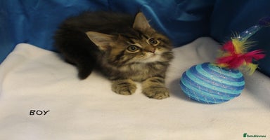 Maine Coon cats - Advert 3