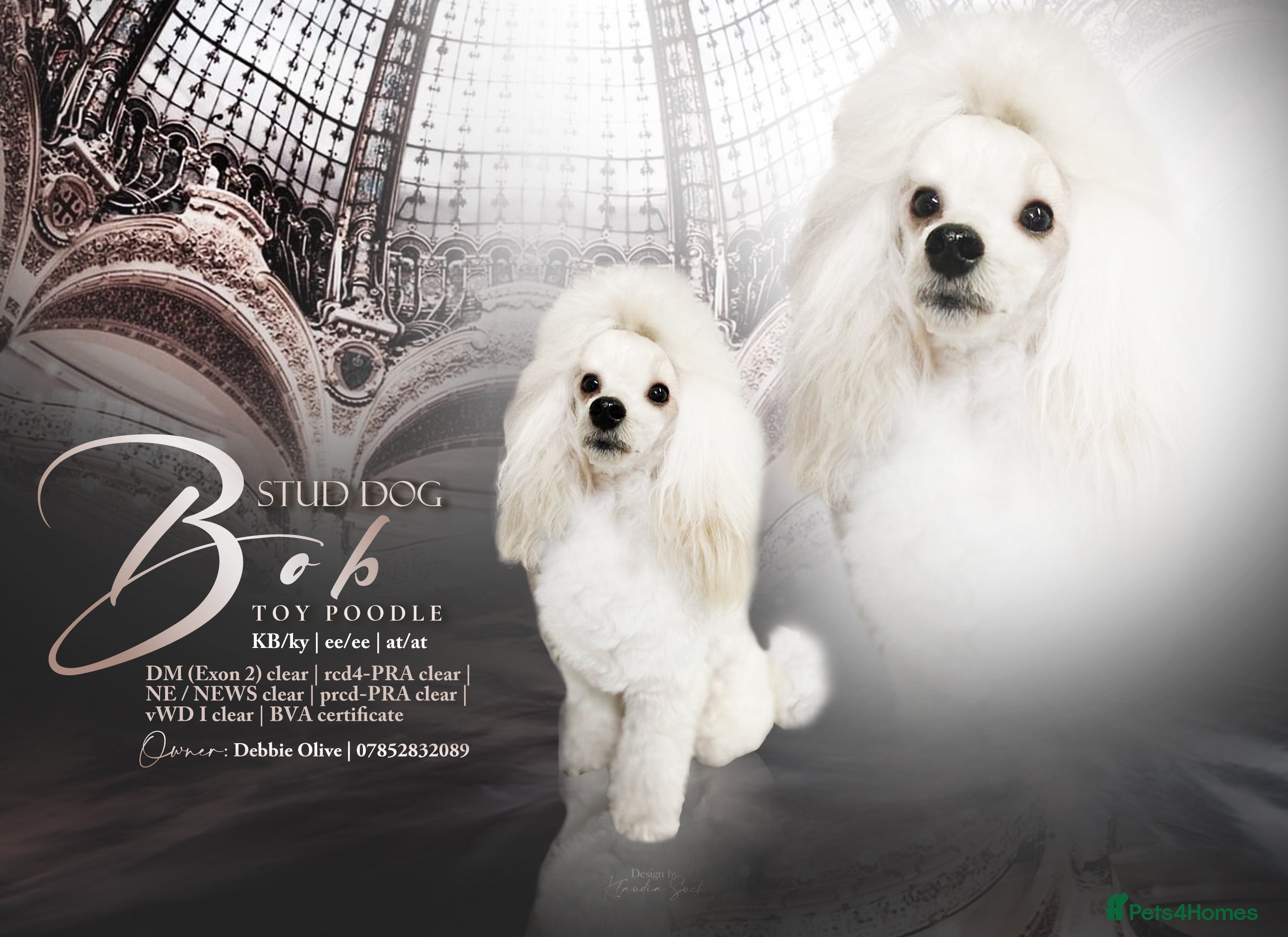 Toy Poodle dogs 💚Tiny Bob the Toy Poodle💚 For stud  in Hoddesdon - Advert 17