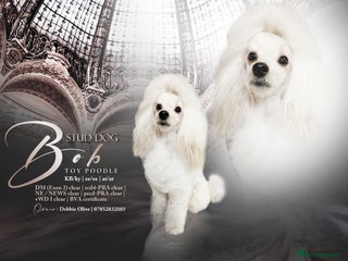 Toy Poodle dogs in Hoddesdon - Advert 10