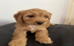 Cockapoo dogs for sale: Adorable Cockapoos - Advert 3