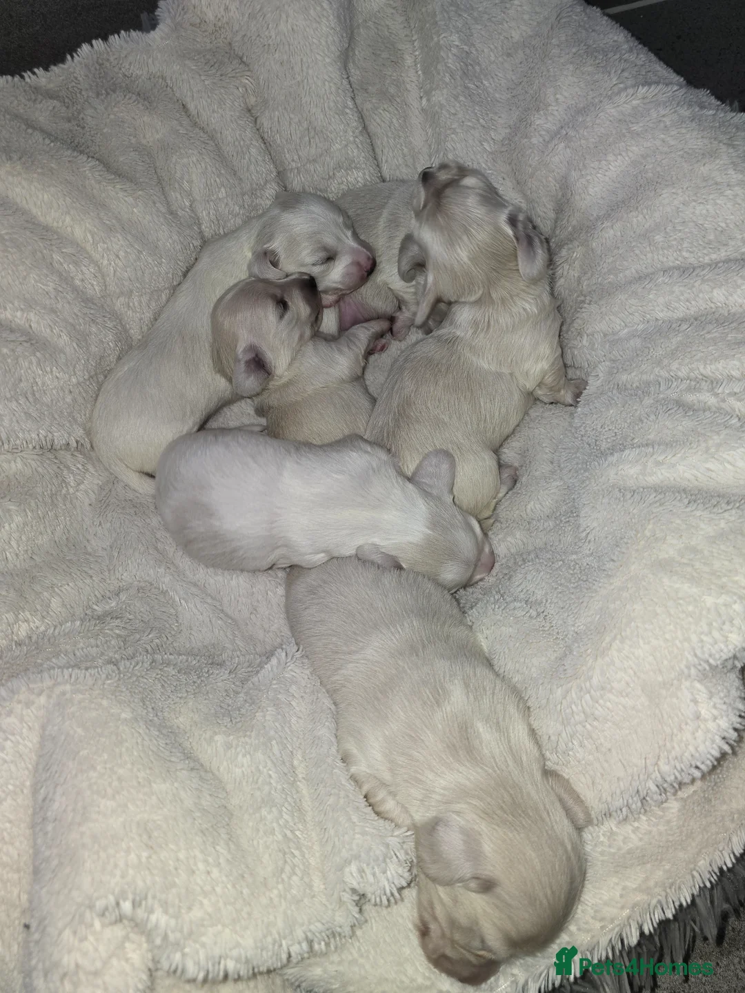 Miniature Dachshund dogs for sale: Beautiful cream longhair miniature dachshund  - Advert 3