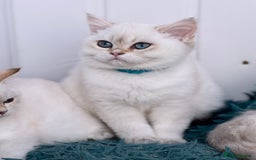 British Shorthair cats for sale: Beautiful Blue Gold & Choc Gold Colourpoint boys - Image 11