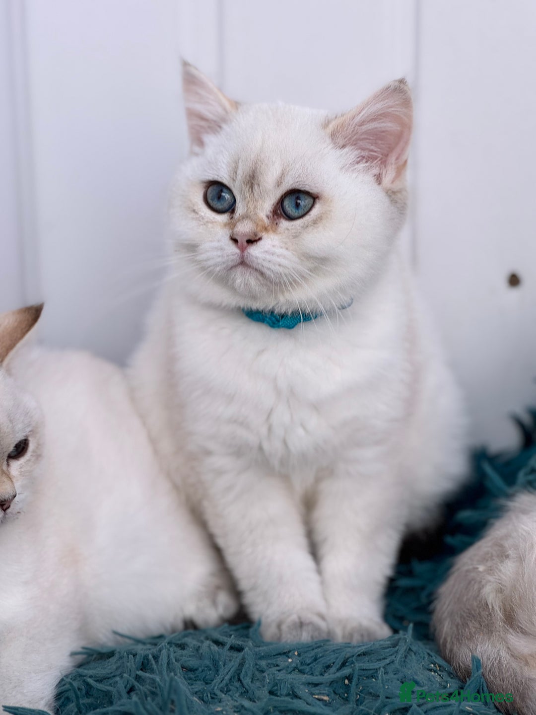 British Shorthair cats for sale: Beautiful Blue Gold & Choc Gold Colourpoint boys - Image 11