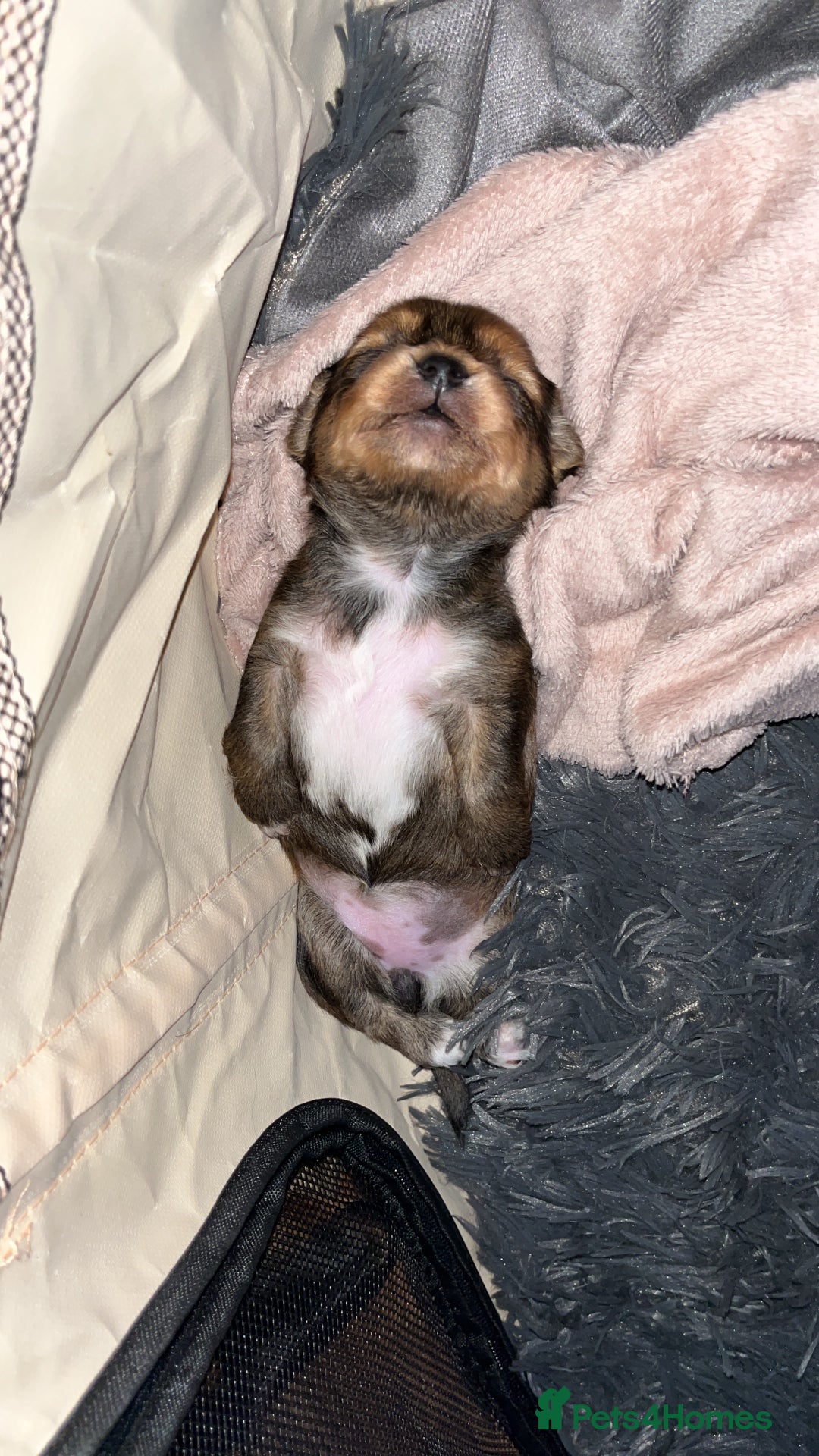 Mixed Breed dogs for sale: Beautiful Zuchon Doxies - Advert 15