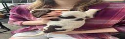 English Springer Spaniel dogs for sale: Springer spaniel pups - Advert 5