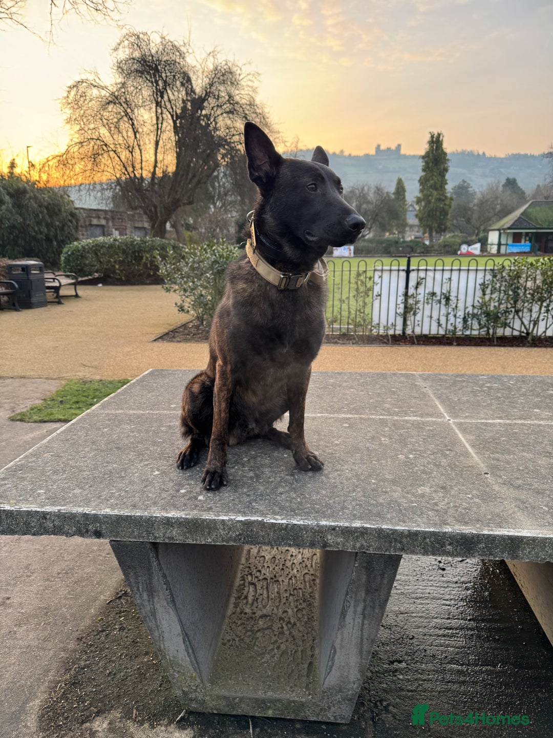 Belgian Shepherd Dog dogs for sale: Dutch shepherd x Belgium malli Protection dog  - Advert 1