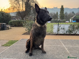 Belgian Shepherd Dog dogs Dutch shepherd x Belgium malli Protection dog - Advert 1