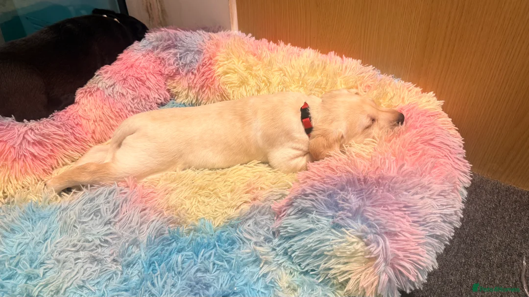 Labrador Retriever dogs for sale: 🐾💛 Looking for their forever family… 💛🐾 - Advert 8