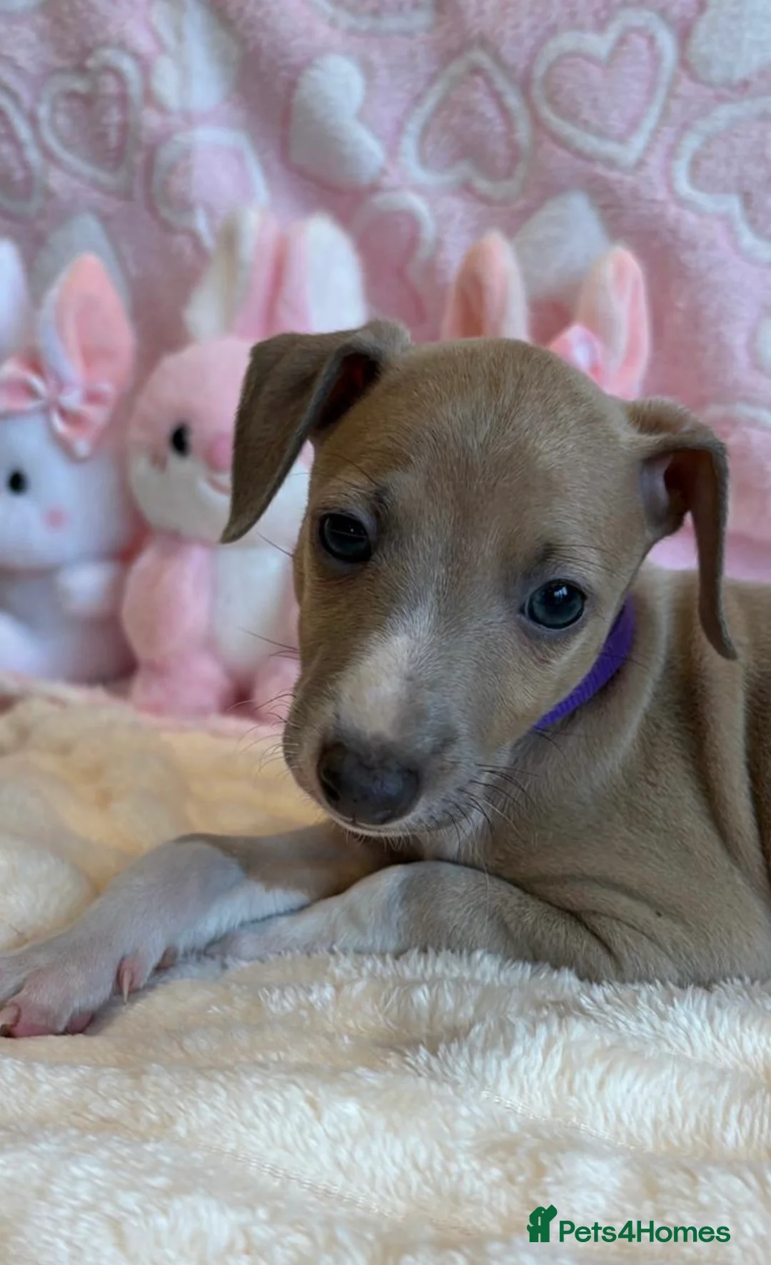 Mixed Breed dogs for sale: Gorgeous 3/4 ITALIAN GREYHOUND pups - Advert 10