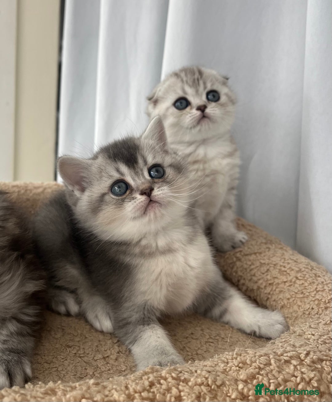 Scottish Fold cats for sale: Adorable Scottish Fold Kittens  - Image 8