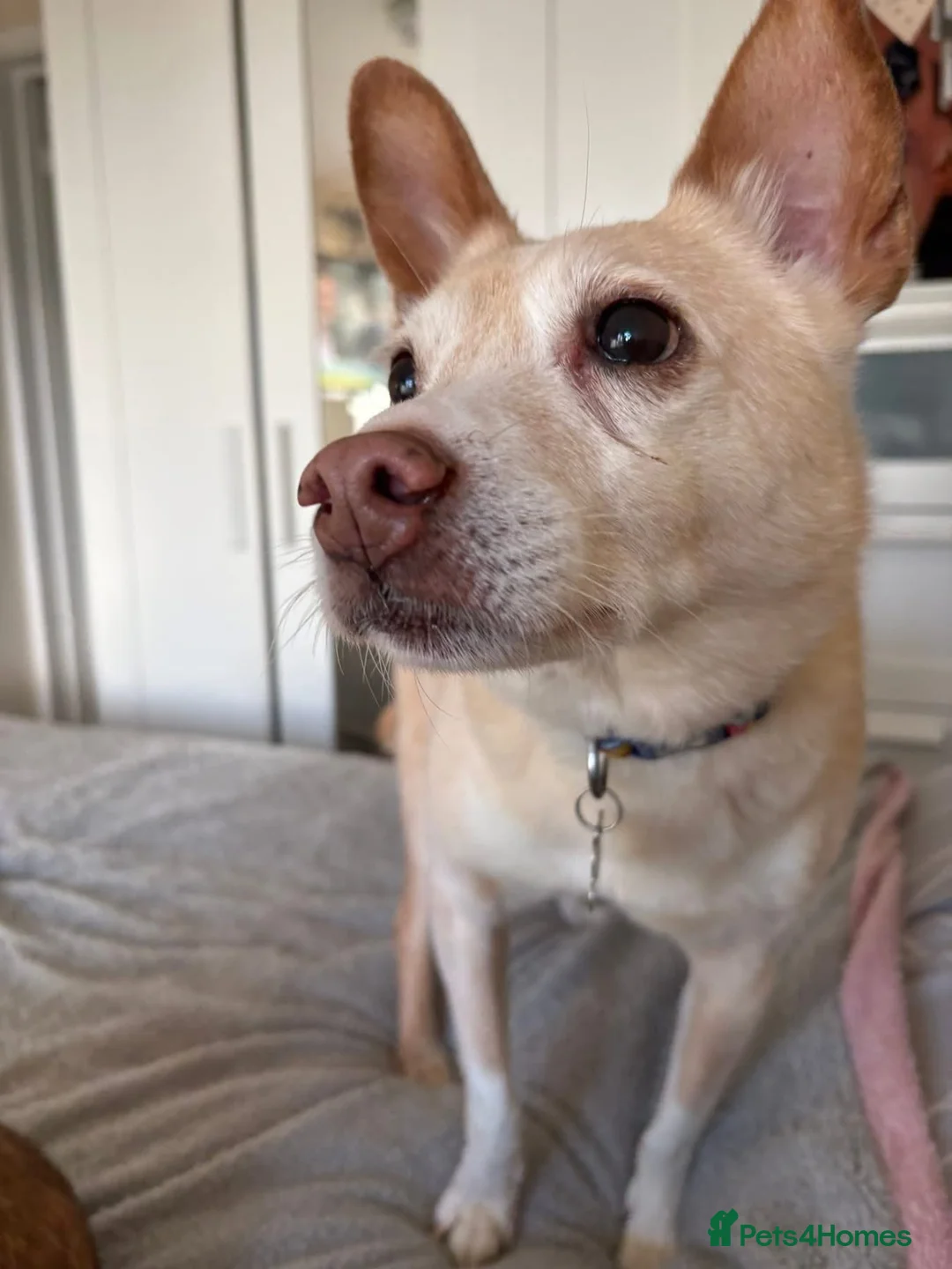 Mixed Breed dogs for adoption: Paddy - Hempnall Norfolk  - Advert 6