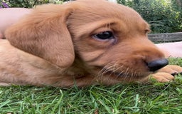 Labrador Retriever dogs for sale: Drakeshead Labrador Retriever  - Image 4