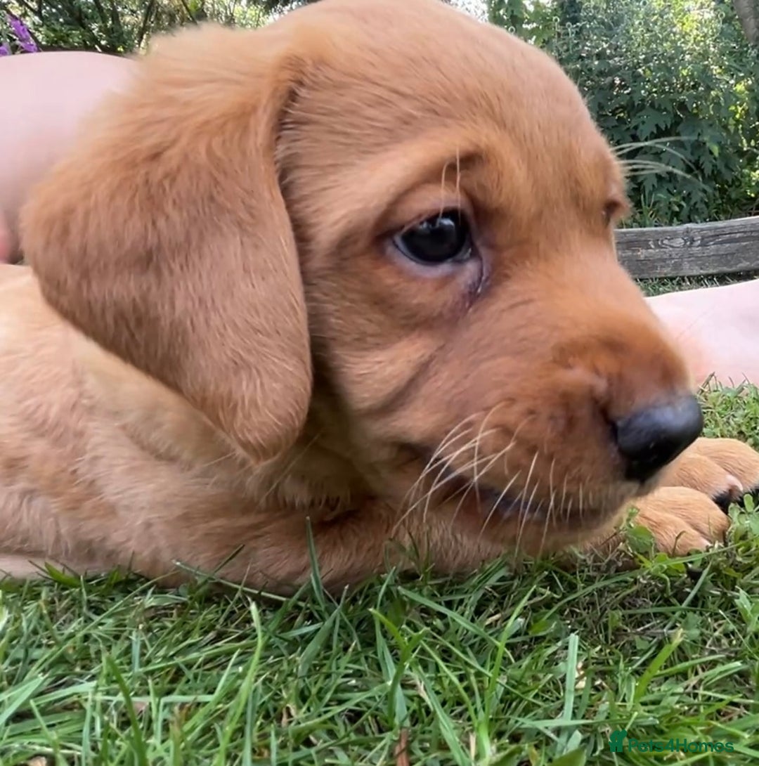 Labrador Retriever dogs for sale: Drakeshead Labrador Retriever  - Image 4