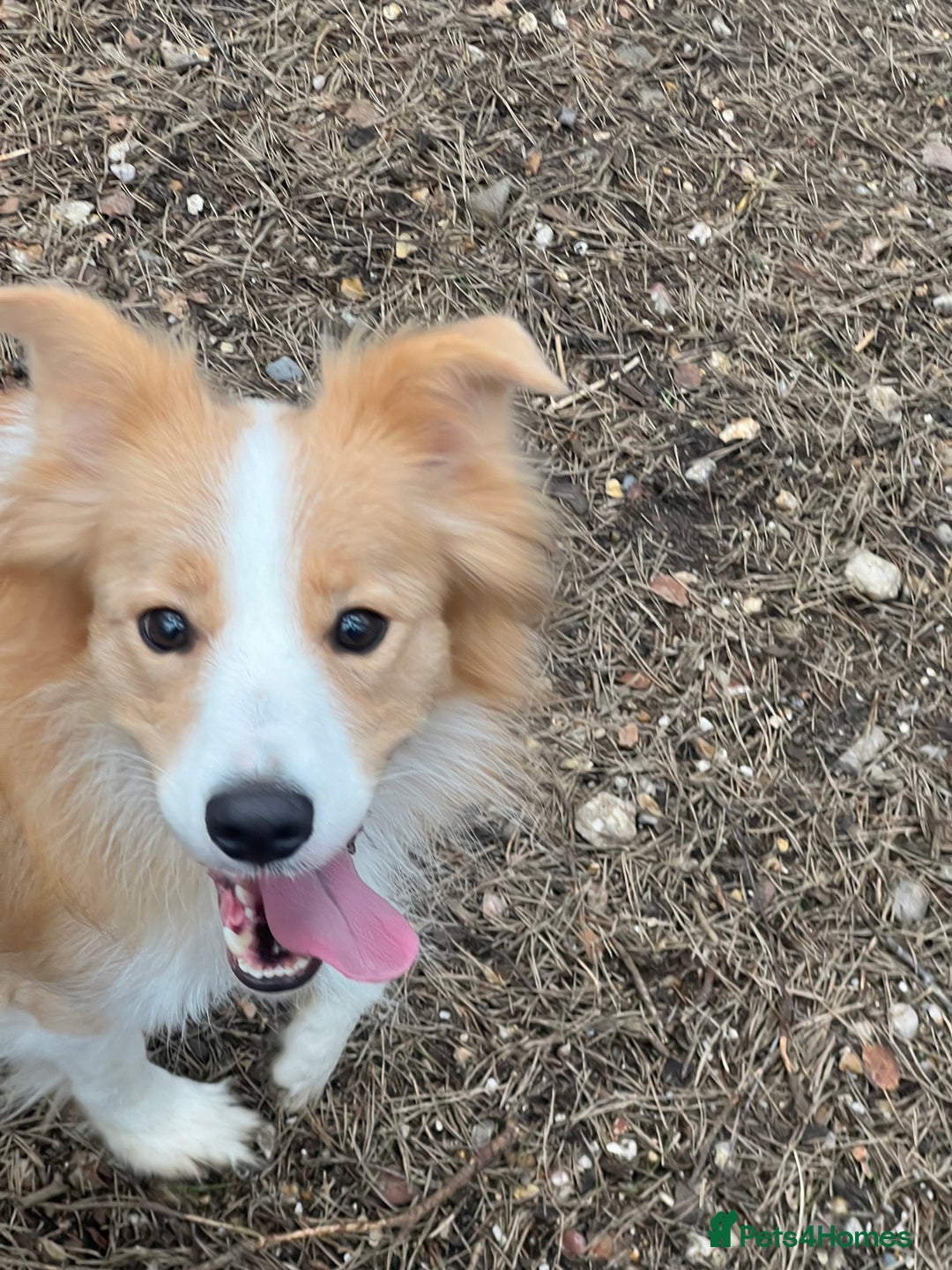 Border Collie dogs for sale: DUE 1st August Border collie Puppies - Image 4