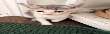 Domestic Shorthair 2