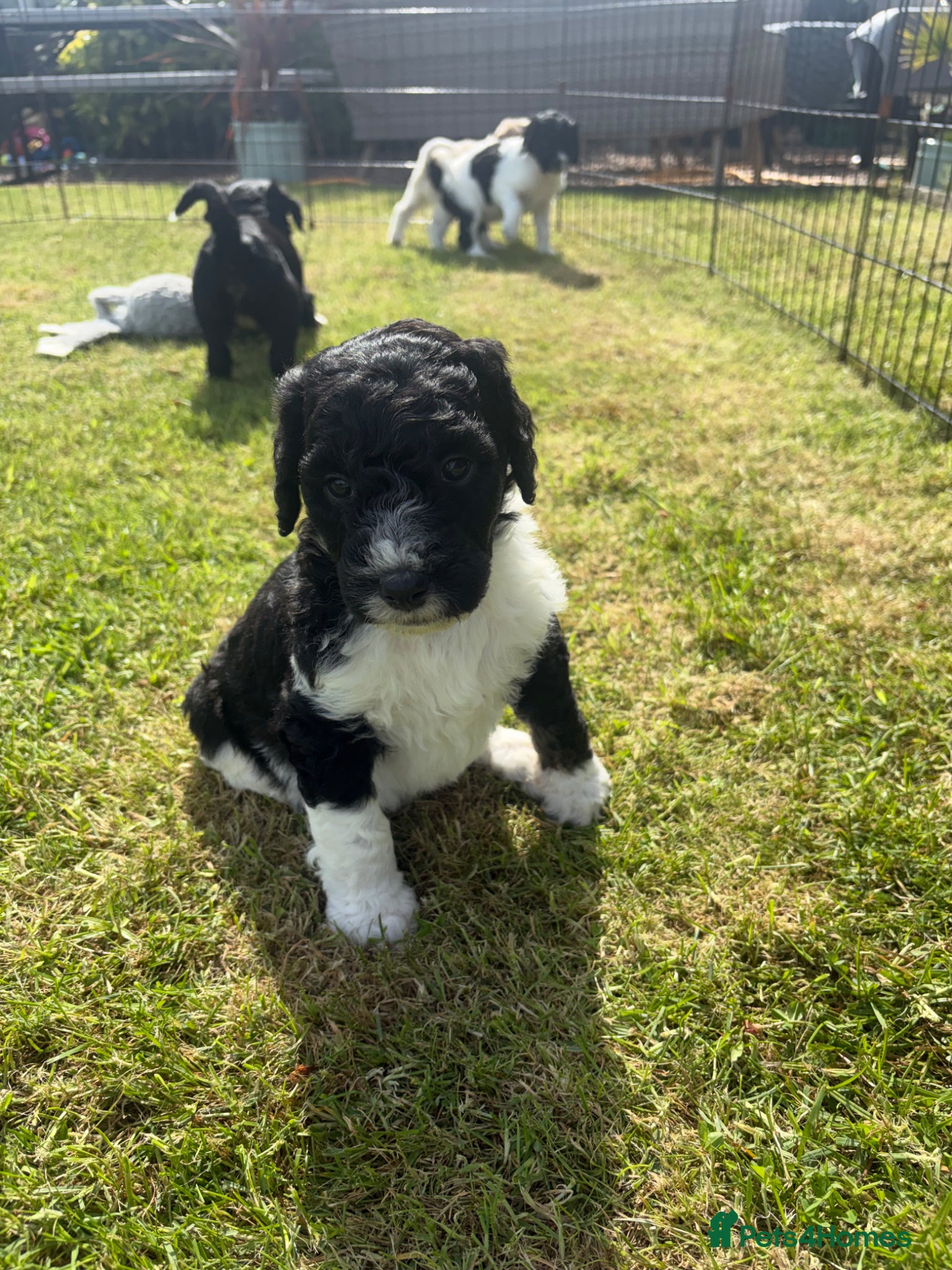 Bernedoodle dogs Stunning bernedoodle puppies  - Advert 2