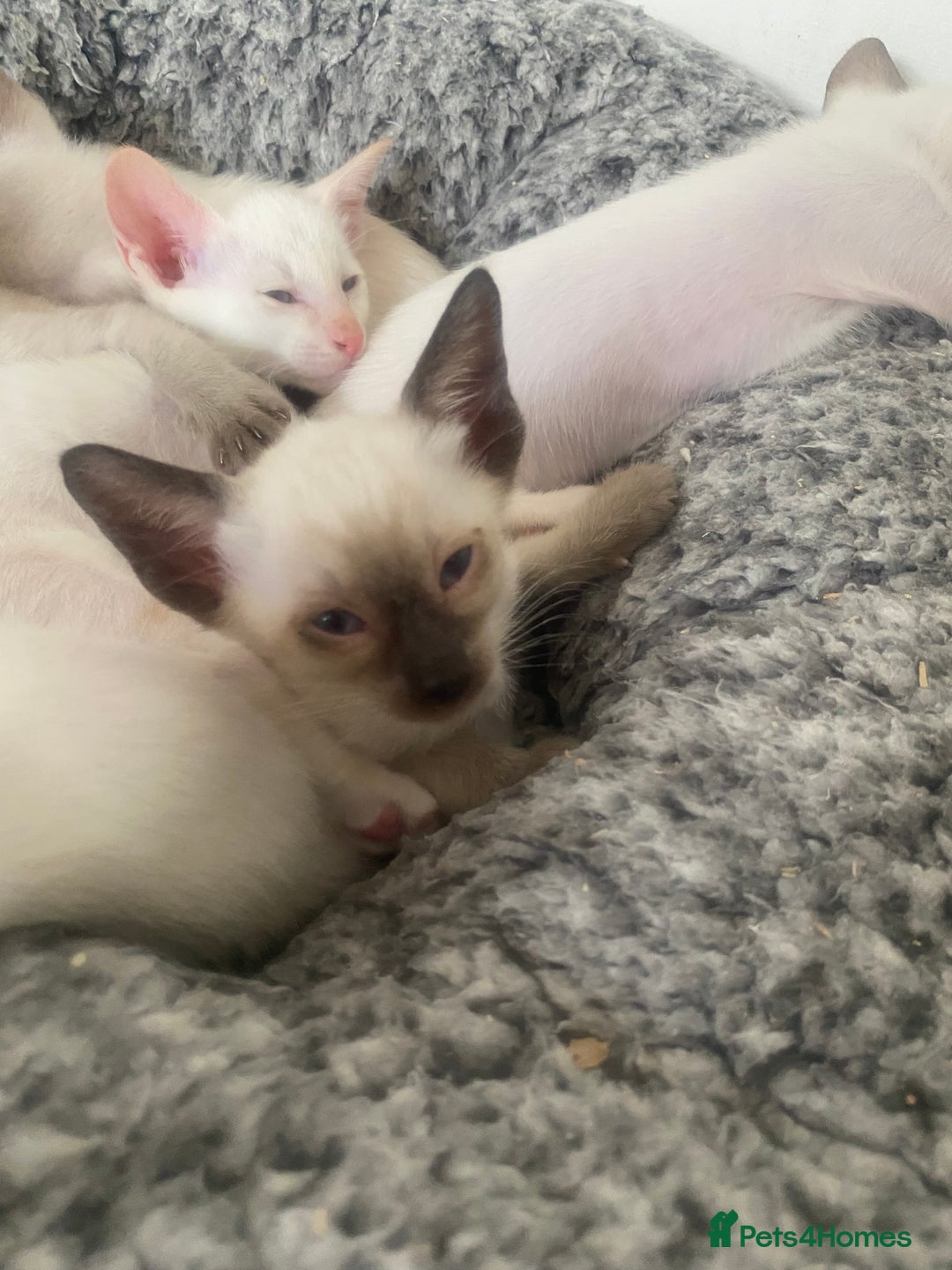 Siamese cats for sale: 🤩🐱Beautiful Siamese kittens for sale🐱⚡️ - Image 20
