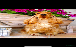 Cocker Spaniel dogs for sale: Top Quality Show Cocker - Top European Show Lines  - Image 6