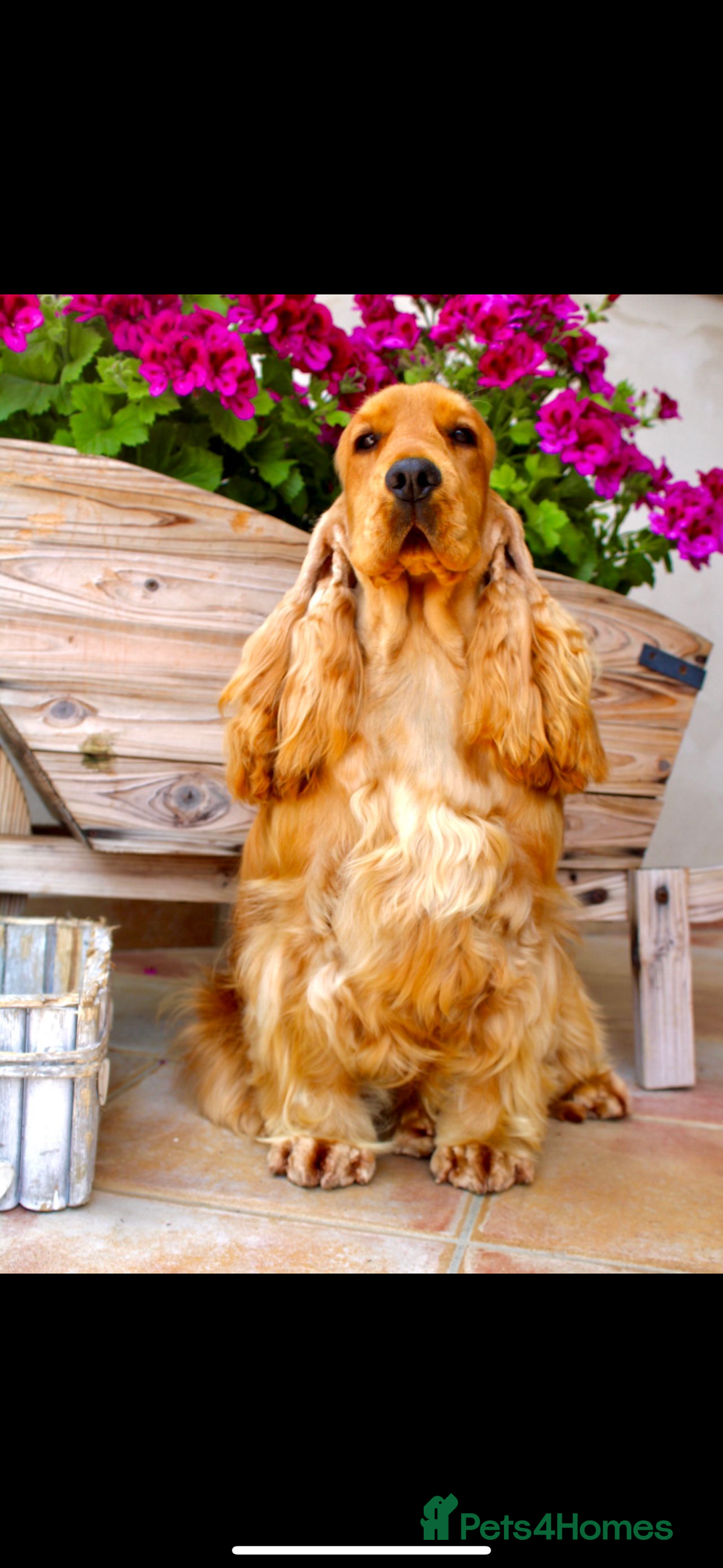 Cocker Spaniel dogs for sale: Top Quality Show Cocker - Top European Show Lines  - Image 6