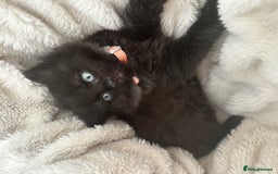 Ragdoll cats for sale: x3 adorable half ragdoll kittens ready to go - Image 17