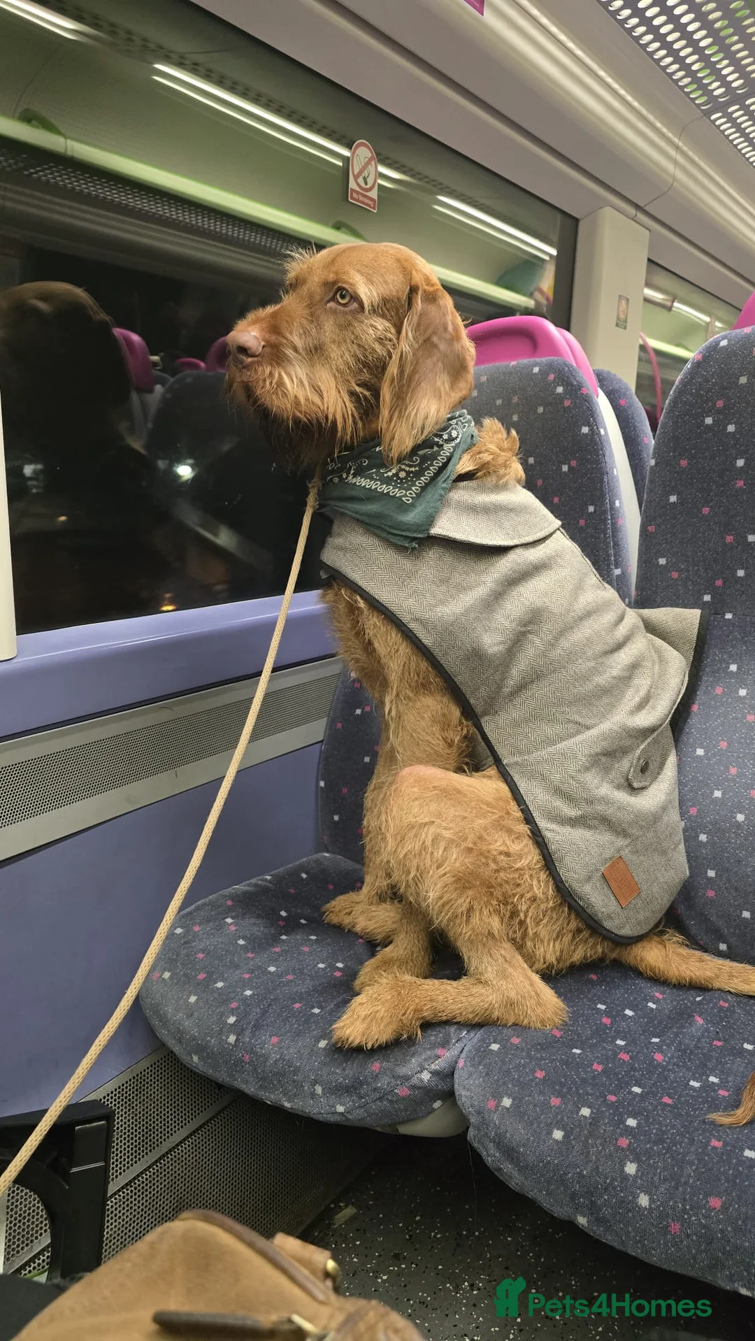 Hungarian Vizsla dogs for sale: Wirehaired vizsla puppies  - Advert 21