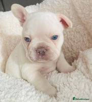 French Bulldog dogs - Advert 4