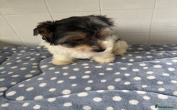Biewer Terrier dogs for sale: Biewer Terrier female  - Image 7