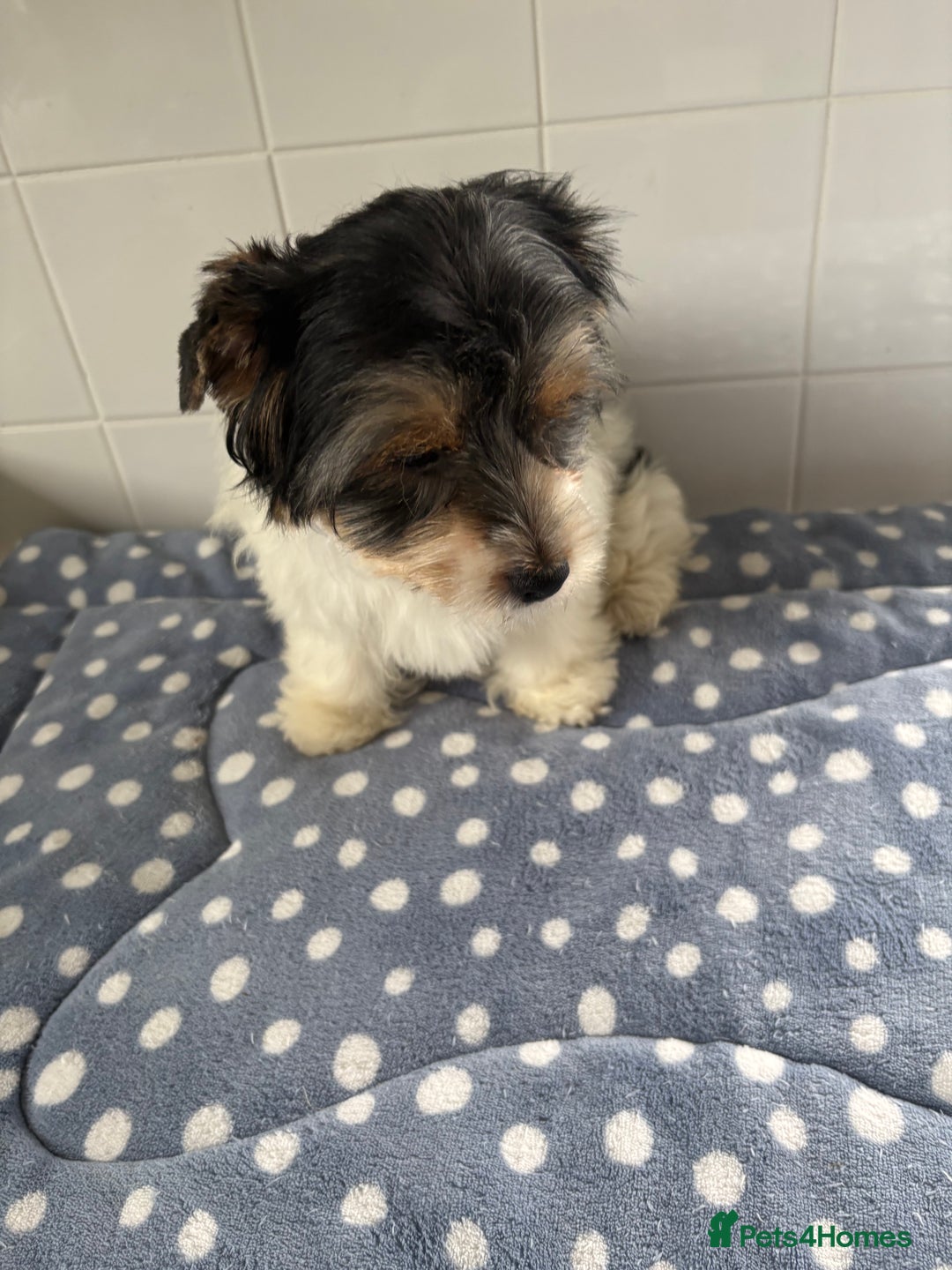 Biewer Terrier dogs for sale: Biewer Terrier female  - Image 7