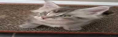 Maine Coon Kitten 1
