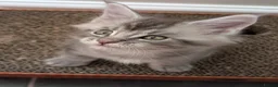 Maine Coon cats for sale: Maine coon kittens  - Advert 4