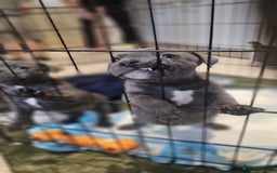 Staffordshire Bull Terrier dogs for sale: **COLLECT SAT 02/08**Blue Staffs KC Registered - Image 1