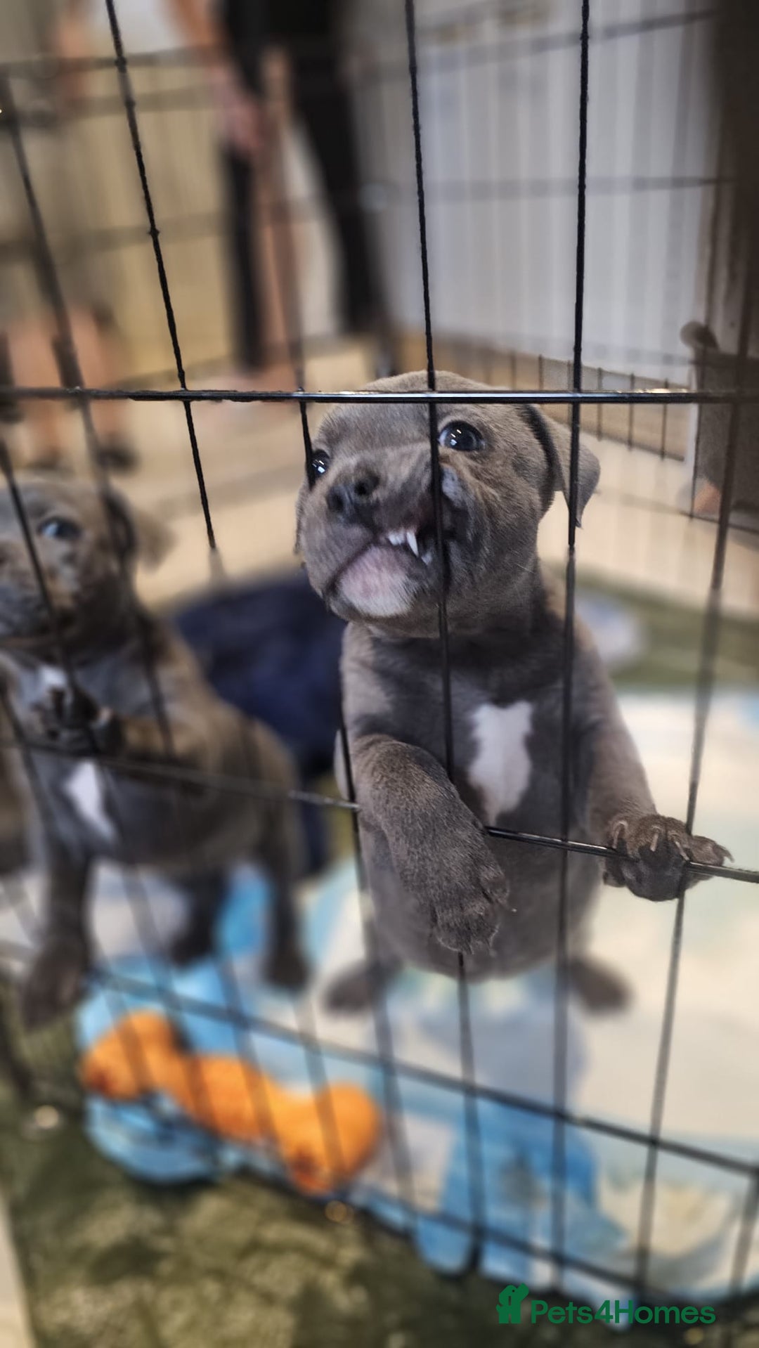 Staffordshire Bull Terrier dogs for sale: **COLLECT SAT 02/08**Blue Staffs KC Registered - Image 1