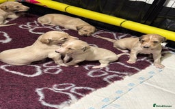 Saluki dogs for sale: Beautiful Saluki (new updated photos)  - Image 18