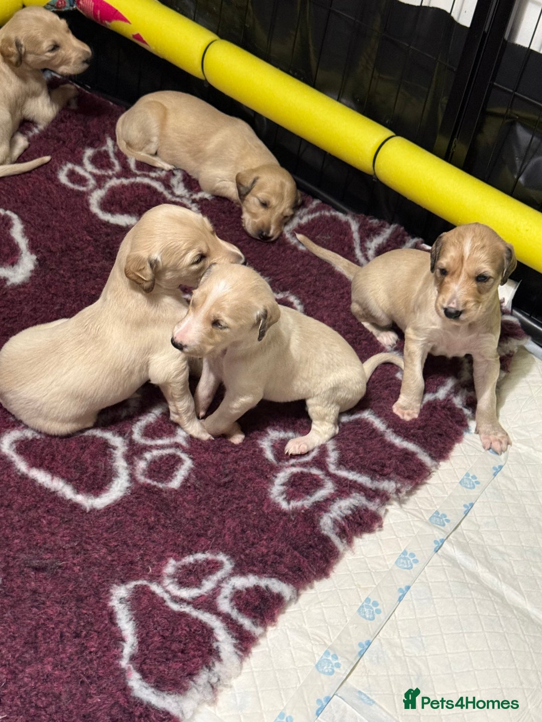 Saluki dogs for sale: Beautiful Saluki (new updated photos)  - Image 18
