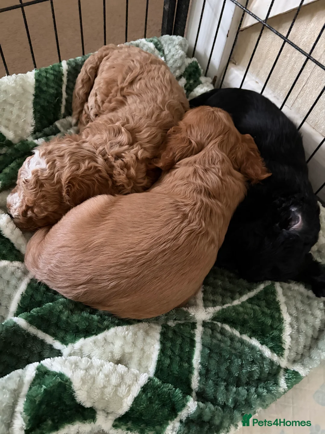 Cockapoo dogs for sale: Cockapoo puppies - Advert 1