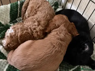 Cockapoo dogs Cockapoo puppies - Advert 2