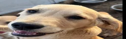 Golden Retriever dogs for sale: Beautiful KC dark gold healthy boys - Advert 9