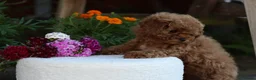 Toy Poodle dogs for sale: Stunning Asian Toy Poodle Puppies – Ready Now 🐾 - Advert 6