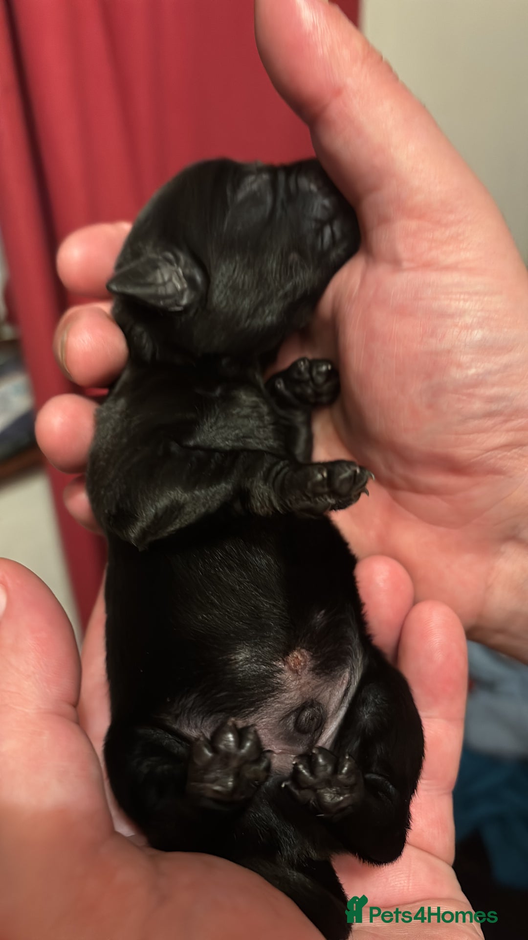 Goldador dogs for sale: Goldador puppies - Image 4