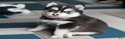 Pomsky dogs for sale: 5 girls and 3 boys are searching for 5 star homes - Advert 22