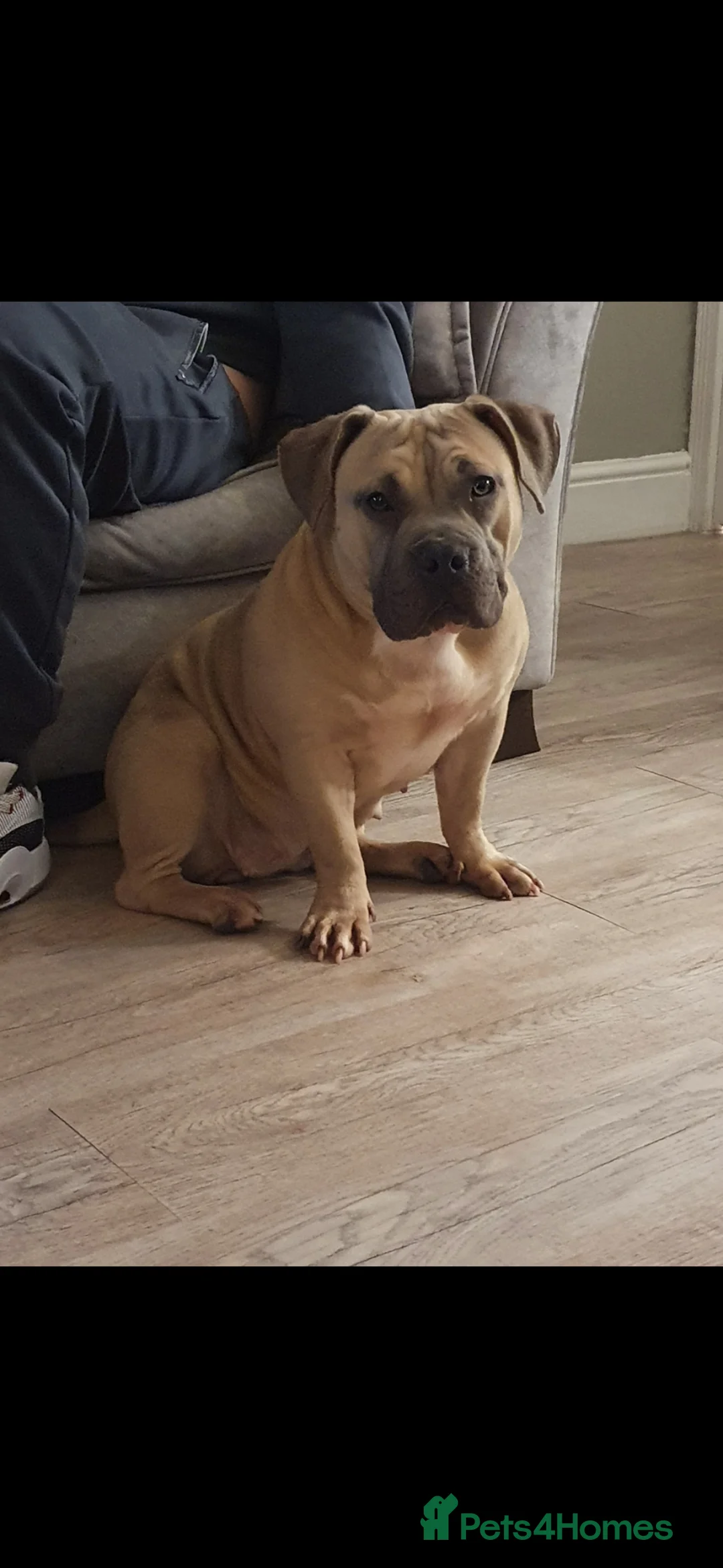 American Bully dogs for sale: 4 year old pocket bulldog bitch - Advert 4