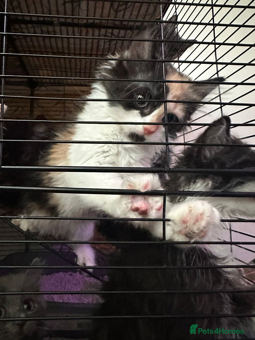 British Longhair cats for sale: Grey cute British Longhair male  - Image 9