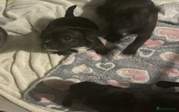 Frug dogs for sale: 4 Male Frugs, Available now! - Image 14