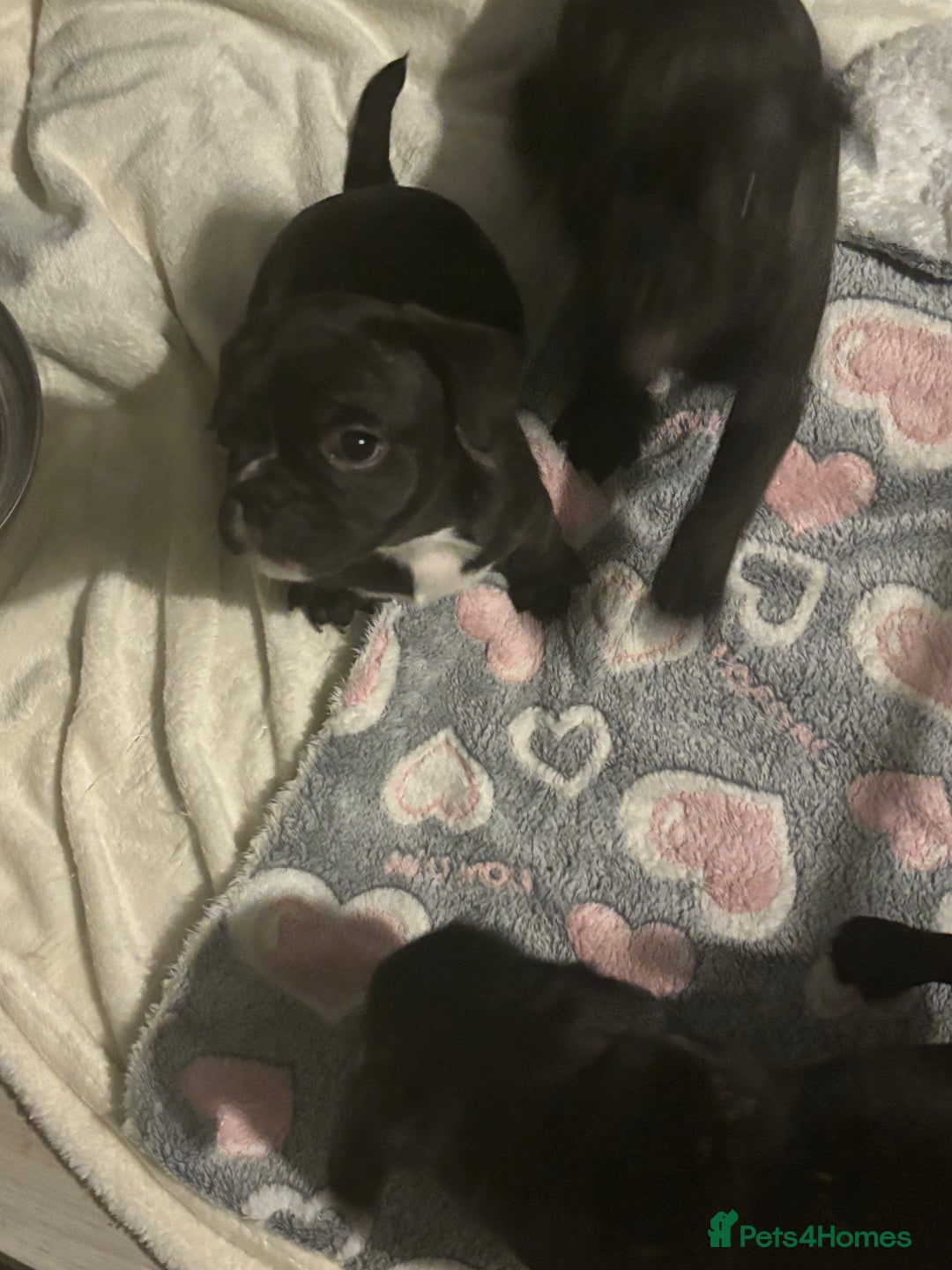 Frug dogs for sale: 4 Male Frugs, Available now! - Image 14