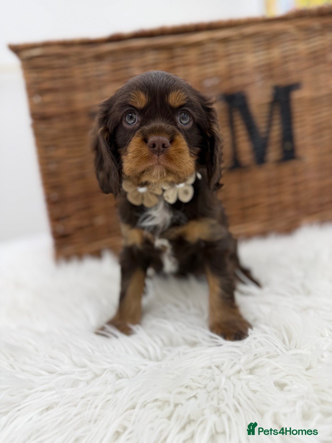 Cavalier King Charles Spaniel dogs for sale: Chocolate and tan Cavalier king charles - Advert 12