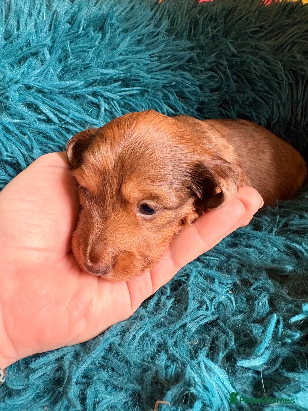 Dachshund dogs for sale: Miniature Smooth Haired Dachshunds  - Advert 12