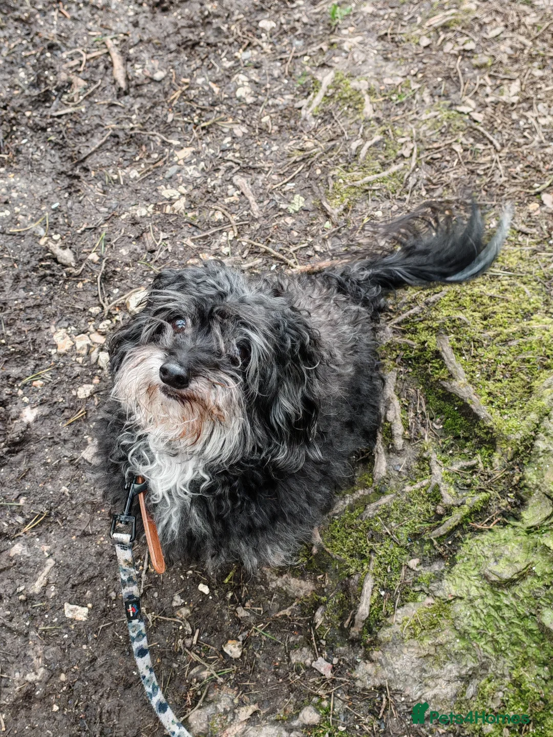 Chipoo dogs for sale: Chipoo for sale - Advert 4