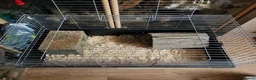 Guinea Pig rodents for sale: Guinea Pig Free to Good Home - Advert 9