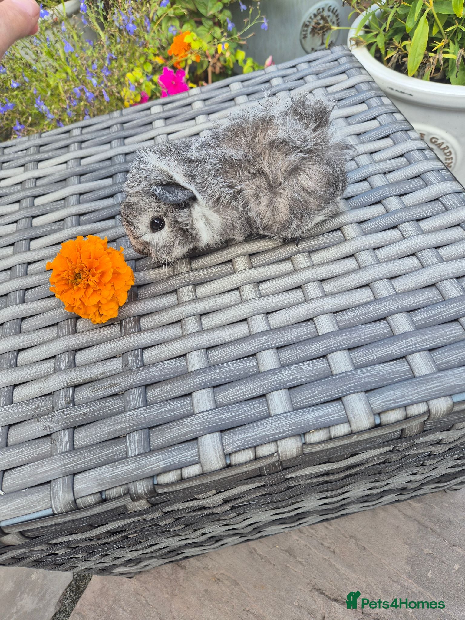 Guinea Pig rodents Baby Californian Silver Funky Sow - Advert 1